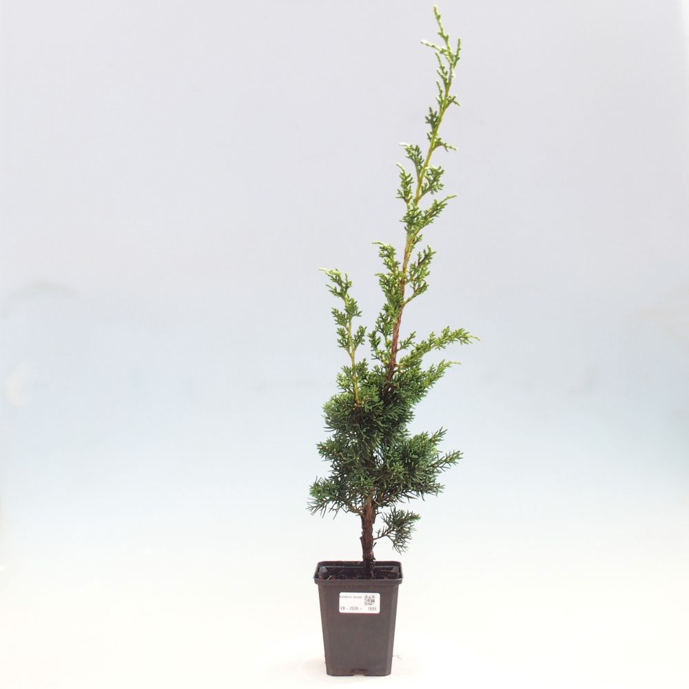 Kültéri bonsai - Juniperus chinensis Kishu