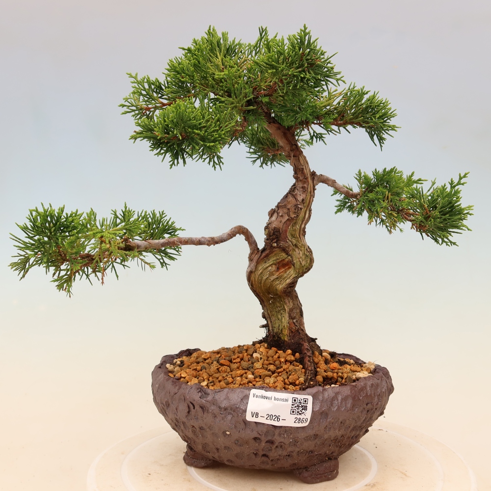 Kültéri bonsai - Juniperus chinensis Itoigawa