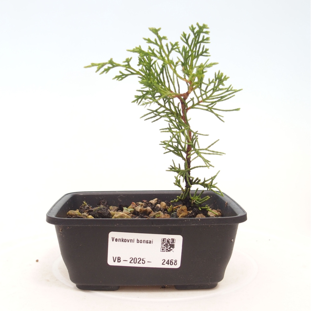 Kültéri bonsai - Juniperus chinensis Itoigawa