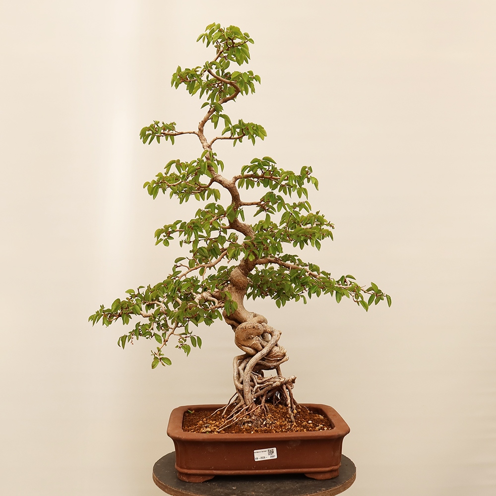 Kültéri bonsai -Carpinus Coreana - Koreai gyertyánfa