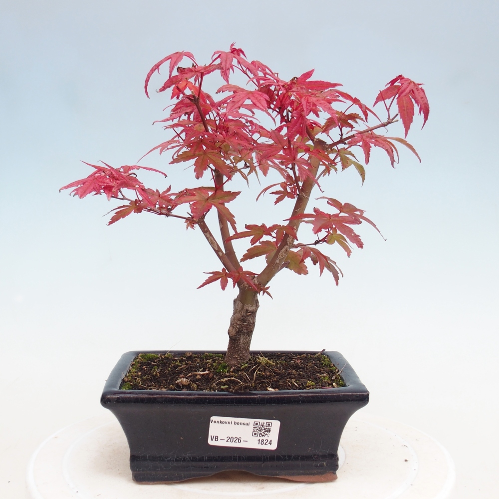 Kültéri bonsai - Acer palmatum DESHOJO