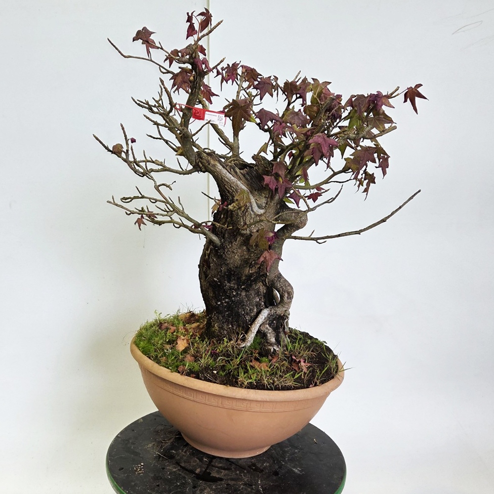 Kültéri bonsai - Western Ambrose - Liquidambar styraciflua