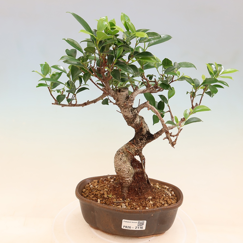 Szobai bonsai - Ficus retusa - kislevelű fikusz