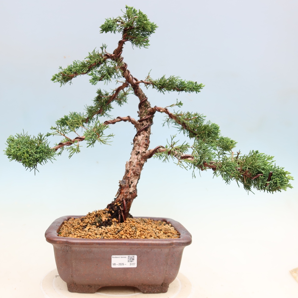 Kültéri bonsai - Juniperus chinensis Kishu