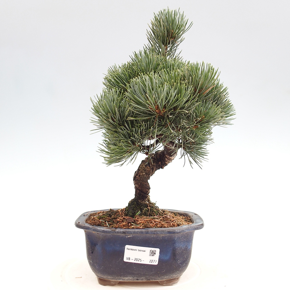 Kültéri bonsai - Pinus parviflora - Pinus parviflora