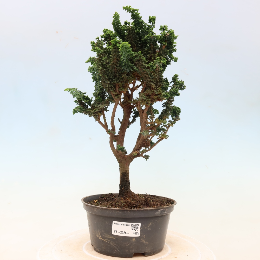 Kültéri bonsai - Cham. obtusa SEKKA HINOKI - Cifra ciprus