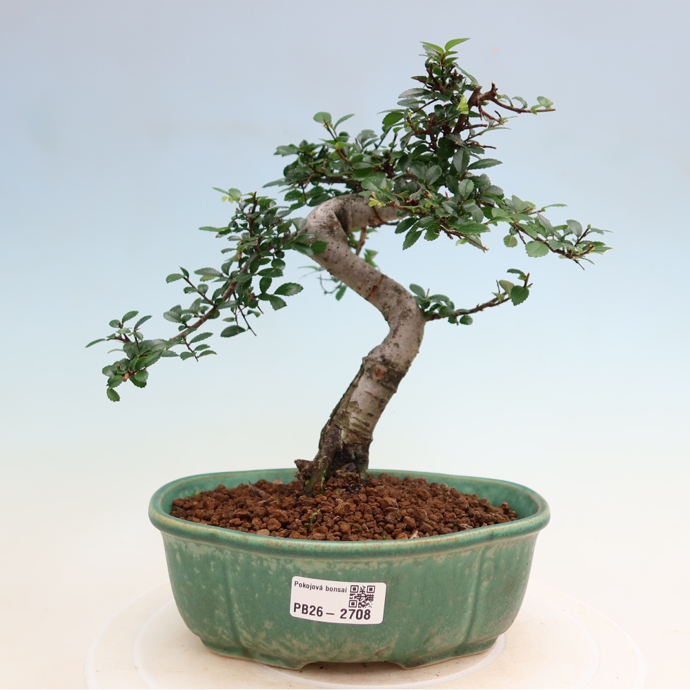 Szobai bonsai - Ulmus parvifolia - Kislevelű szilfa