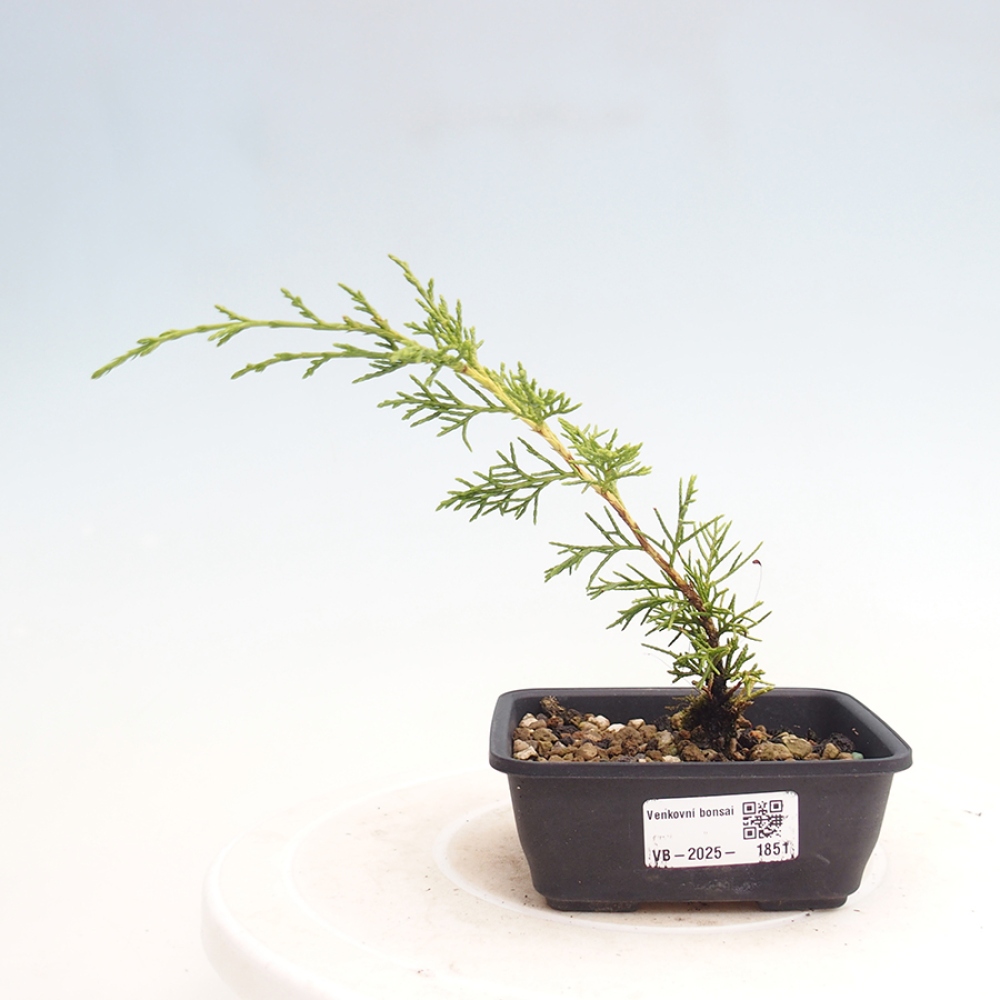 Kültéri bonsai - Juniperus chinensis Itoigawa