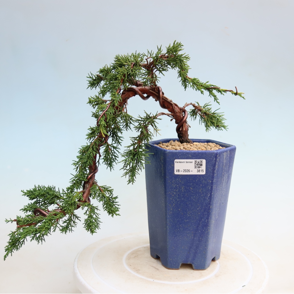 Kültéri bonsai - Juniperus chinensis Kishu