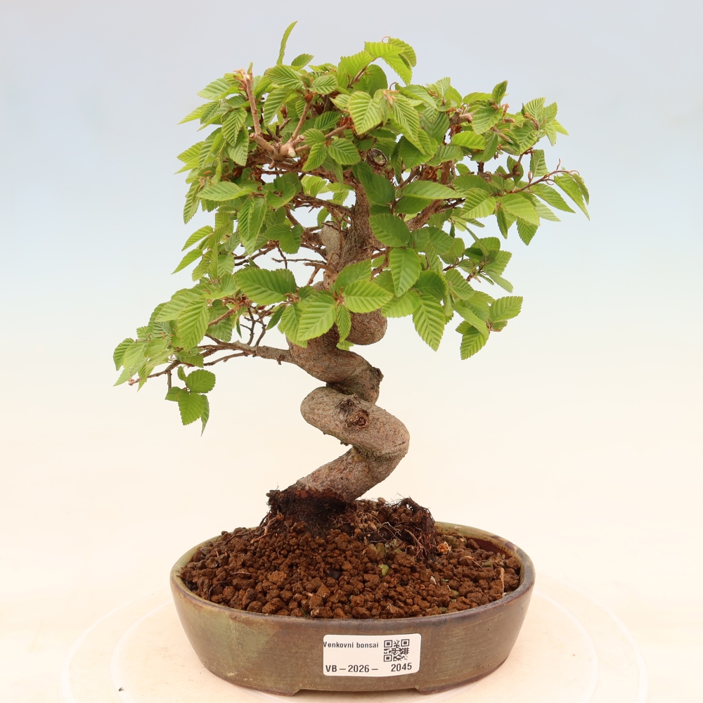 Kültéri bonsai -Carpinus Coreana - Koreai gyertyánfa
