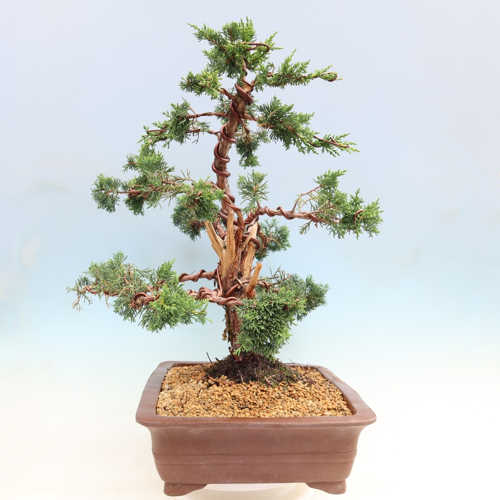 Kültéri bonsai - Juniperus chinensis Kishu