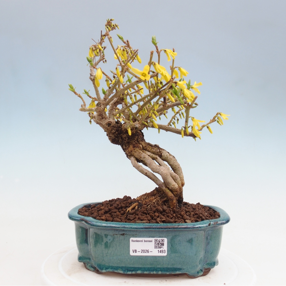 Kültéri bonsai - Zlatice - Forsythia koreana