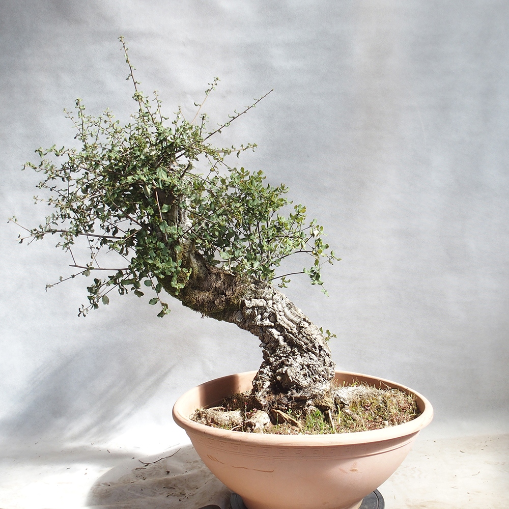 kültéri bonsai Quercus suber - parafa tölgy