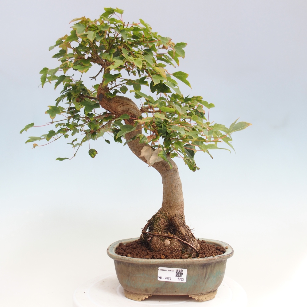 Kültéri bonsai - Acer Buergerianum - Burger juhar