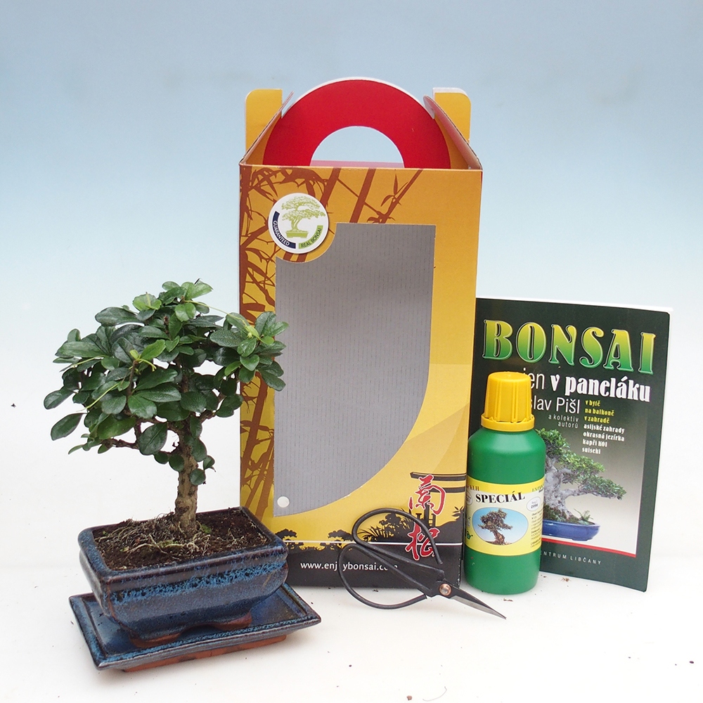 Szobai bonsai ajándékdobozban Carmona microphylla - Tea fuki