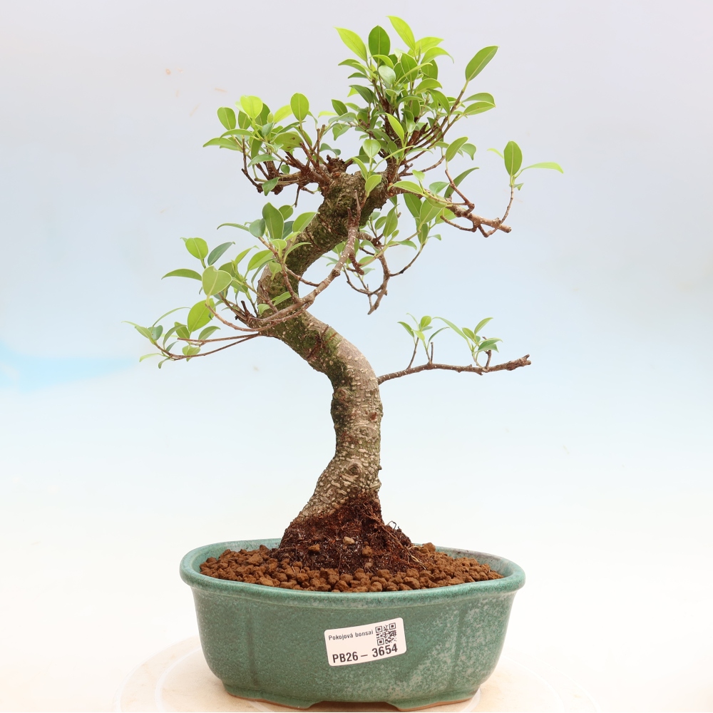 Szobai bonsai - Ficus kimmen - kislevelű fikusz