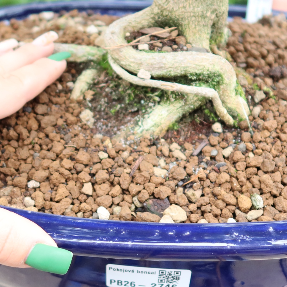 Szobai bonsai - Zantoxylum piperitum - borsfa