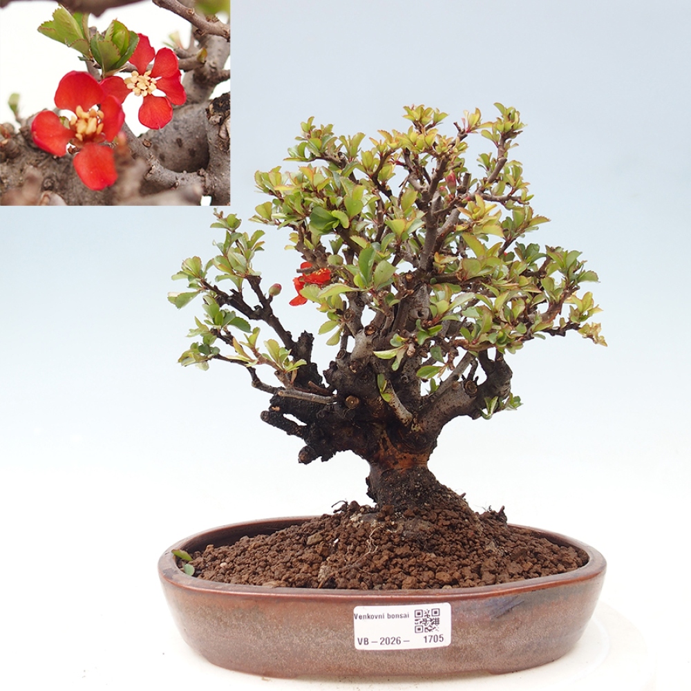Kültéri bonsai - Chaneomeles speciosa - birs
