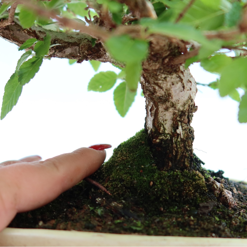 Kültéri bonsai -Carpinus Coreana - Koreai gyertyánfa