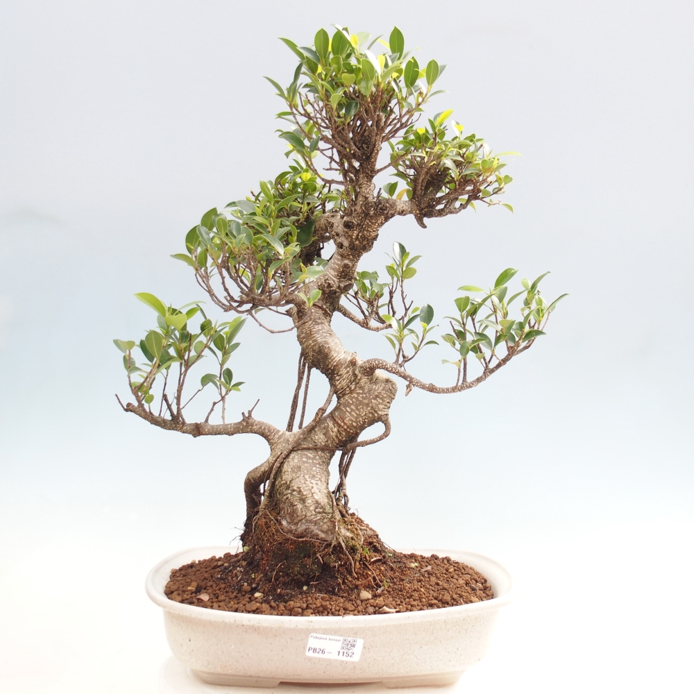Szobai bonsai - Ficus kimmen - kislevelű fikusz
