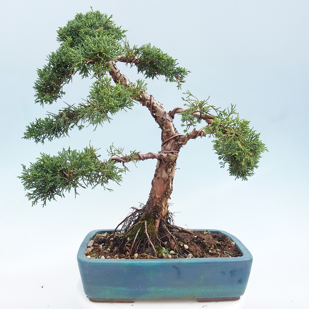 Kültéri bonsai - Juniperus chinensis Kishu