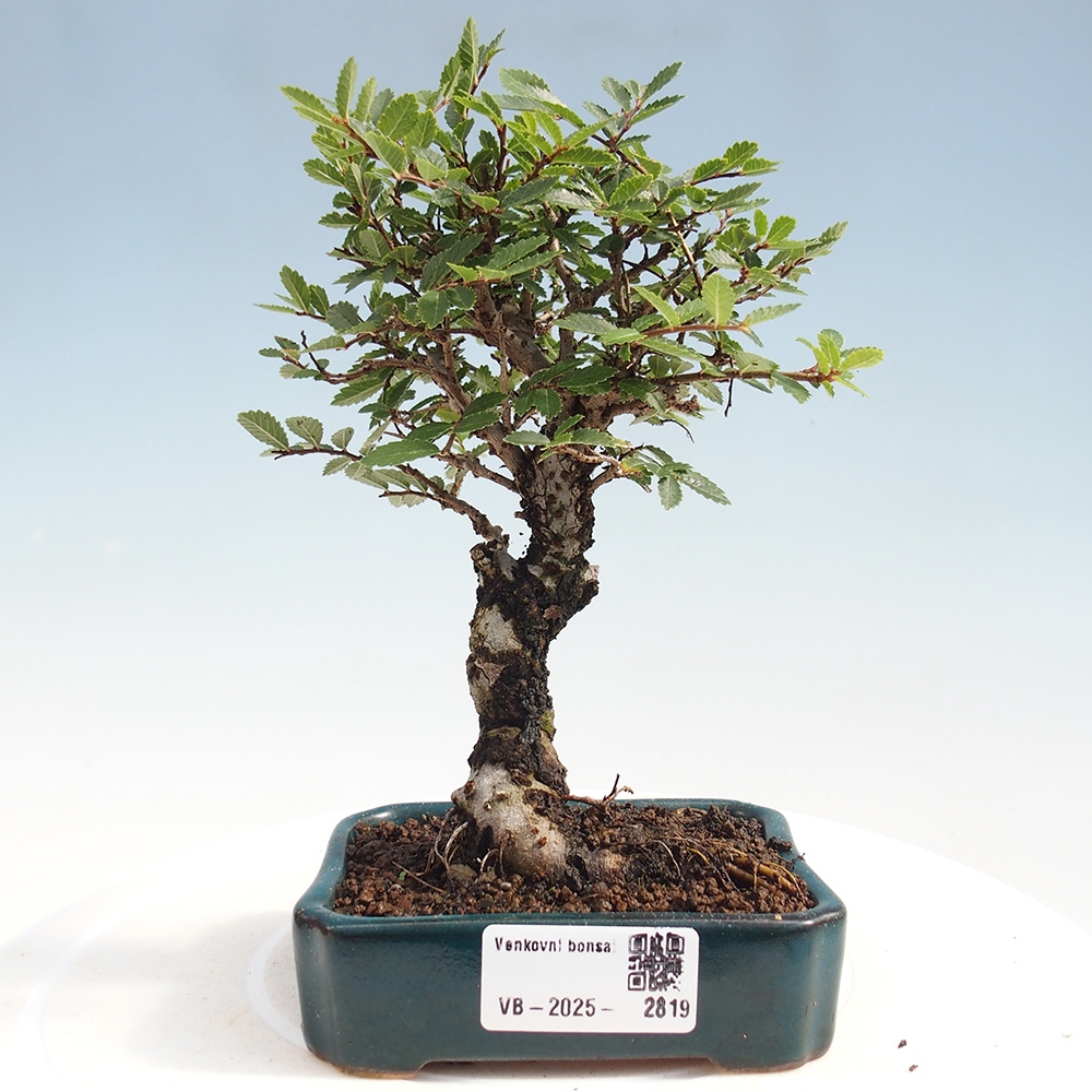 Kültéri bonsai - Zelkova - Zelkova NIRE