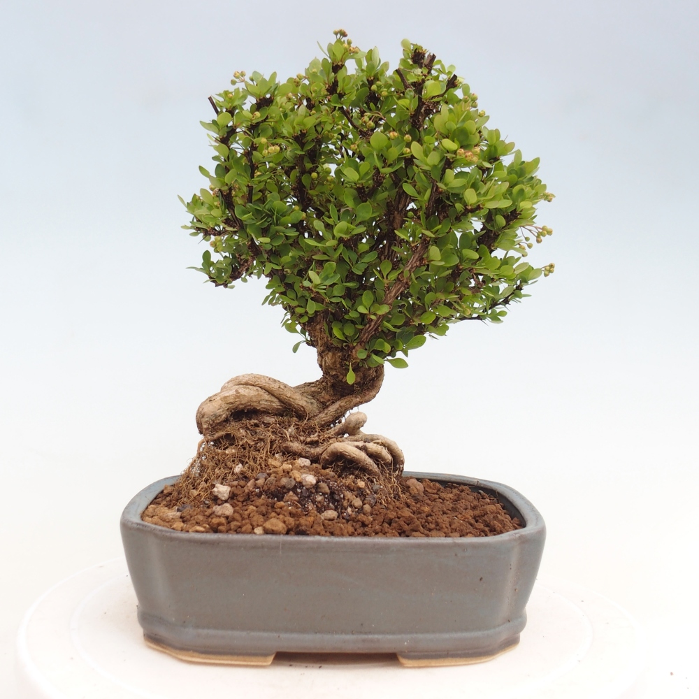 Kültéri bonsai - Berberis coreana