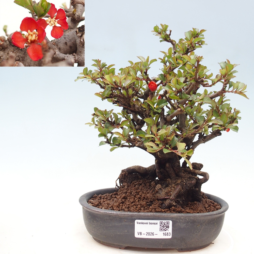 Kültéri bonsai - Chaneomeles speciosa - birs