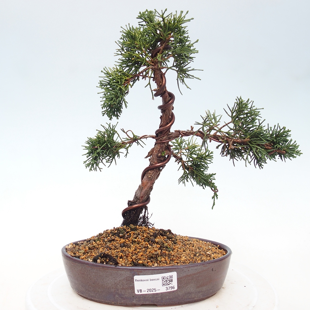Kültéri bonsai - Juniperus chinensis Kishu