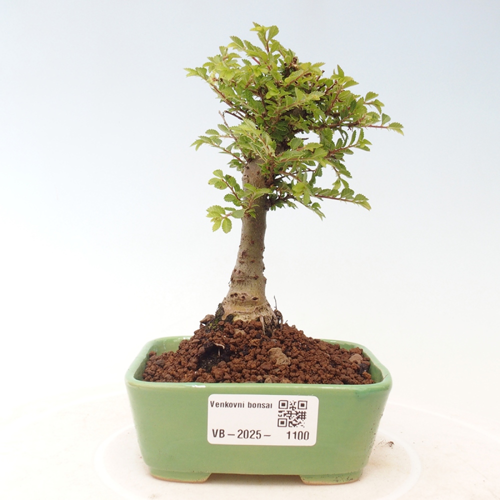 Kültéri bonsai - Ulmus parvifolia Sagei - Kislevelű szilfa