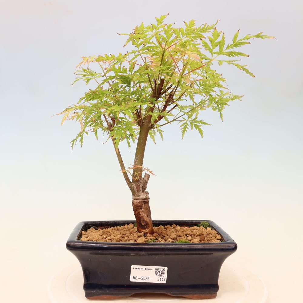 Kültéri bonsai - Acer palmatum Dissectum
