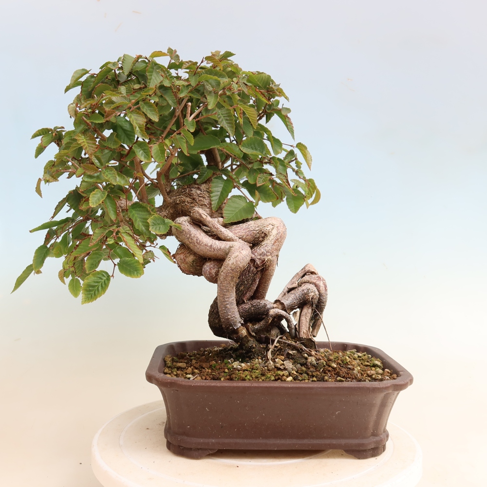 Kültéri bonsai -Carpinus CARPINOIDES - Koreai gyertyánfa