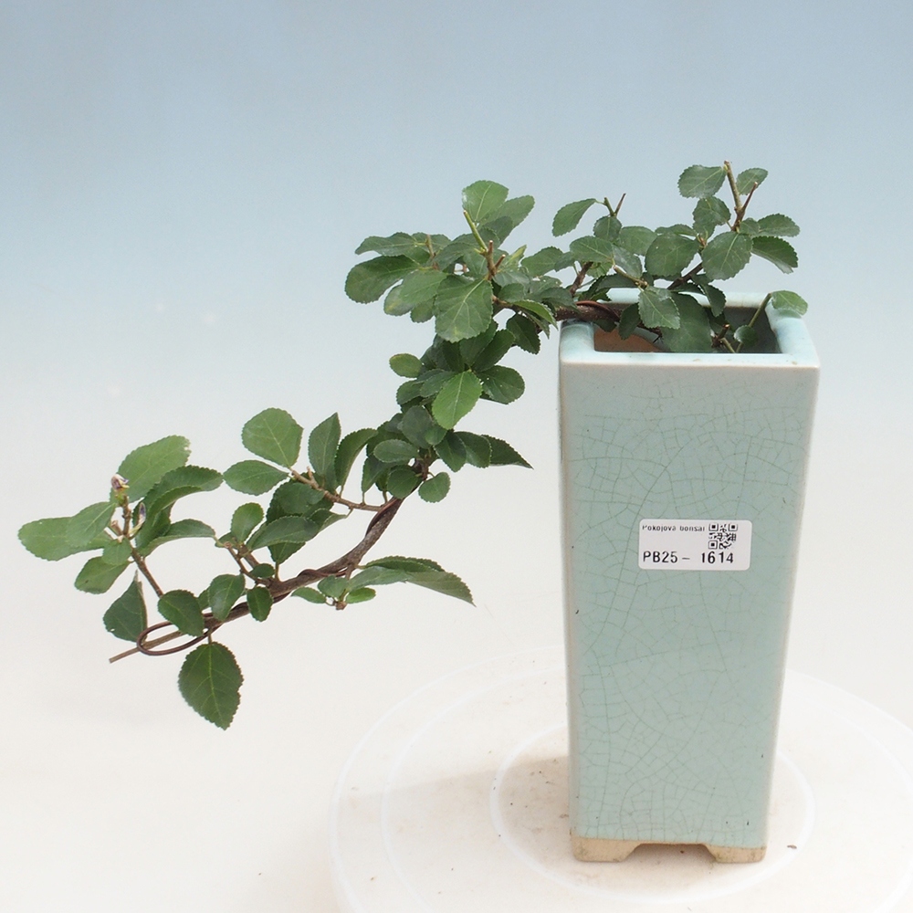 Beltéri bonsai - Grewia occidentalis - Levendula csillaghal