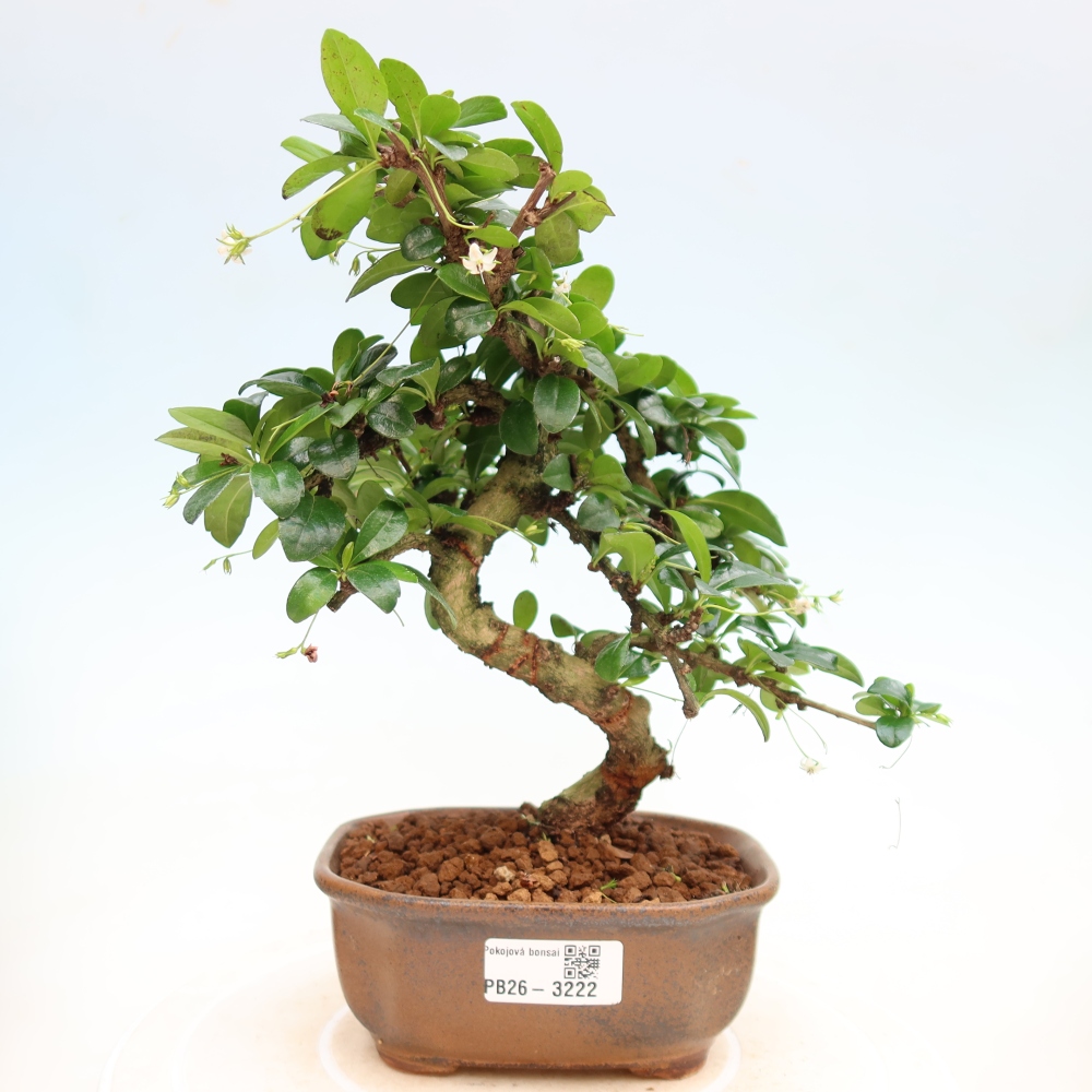 Szobai bonsai - Carmona macrophylla - Tea fuki