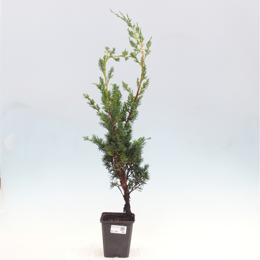Kültéri bonsai - Juniperus chinensis Kishu