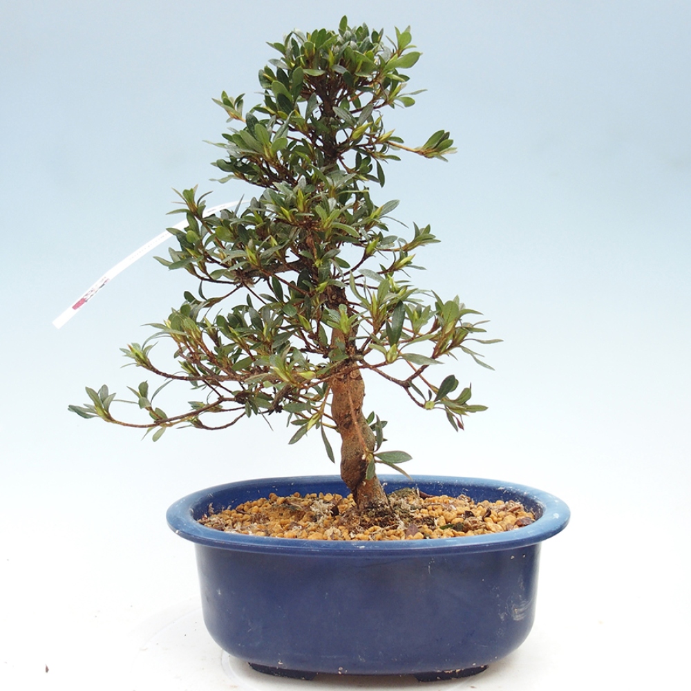 Kültéri bonsai - Japán azálea - Azalea Suigootome