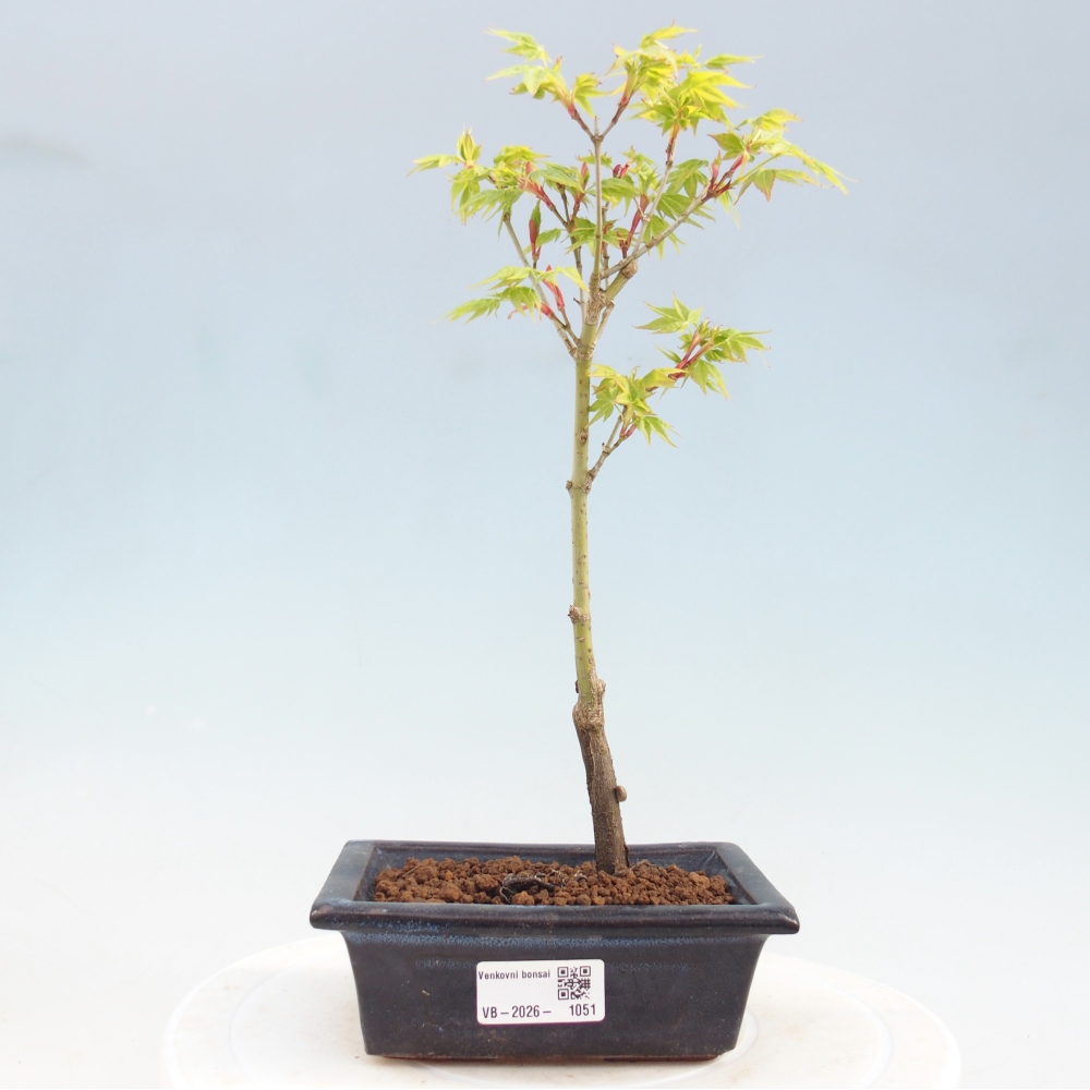 Acer palmatum Aureum - Arany juhar