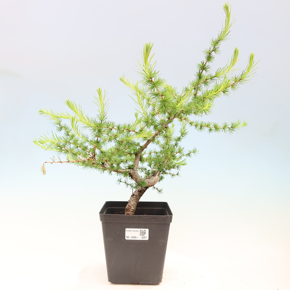 Kültéri bonsai - Larix decidua - vörösfenyő