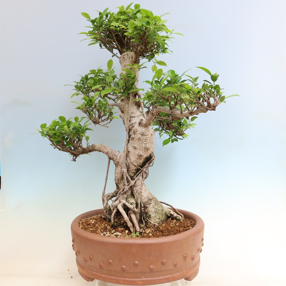 Szobai bonsai - Ficus kimmen - kislevelű fikusz