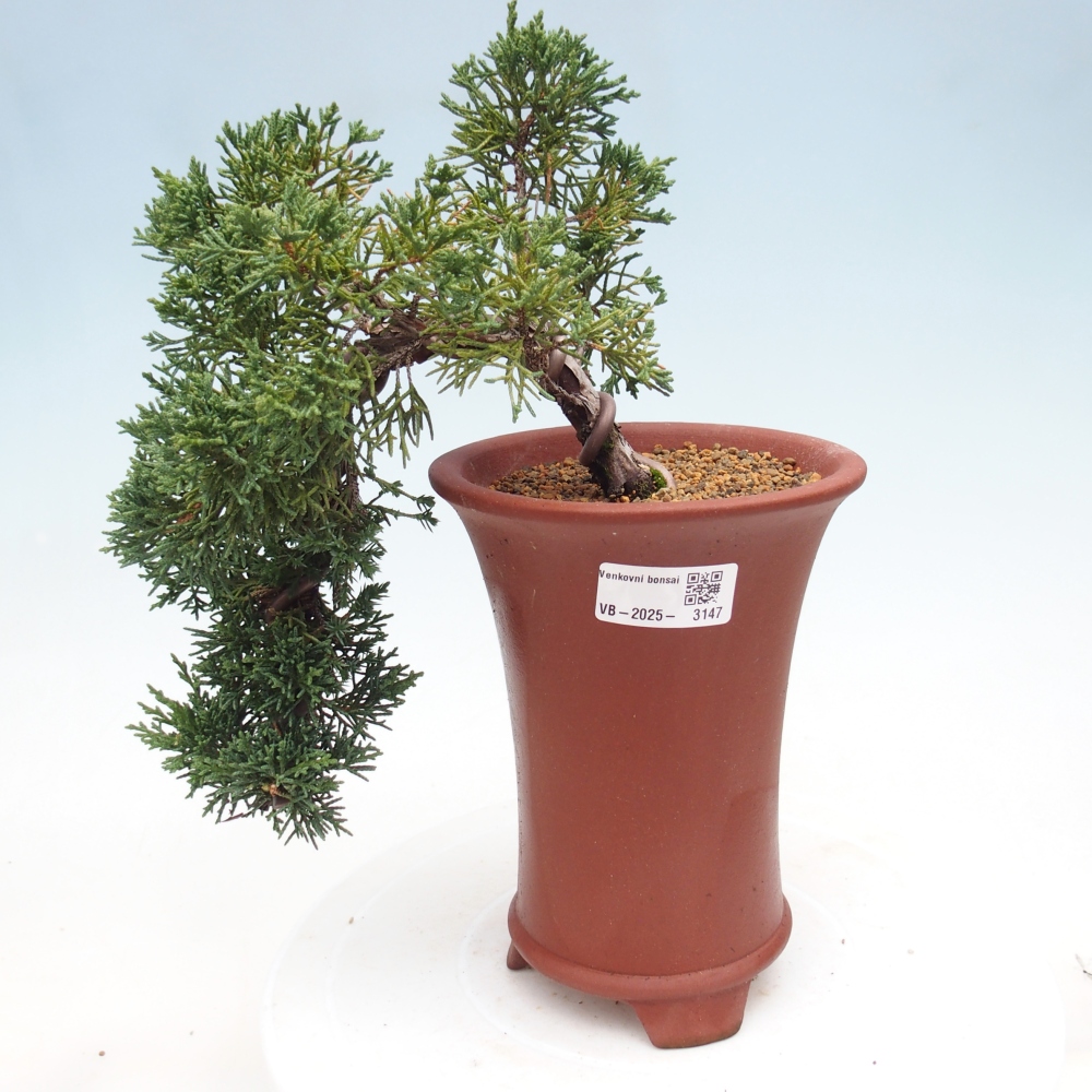 Kültéri bonsai - Juniperus chinensis Kishu