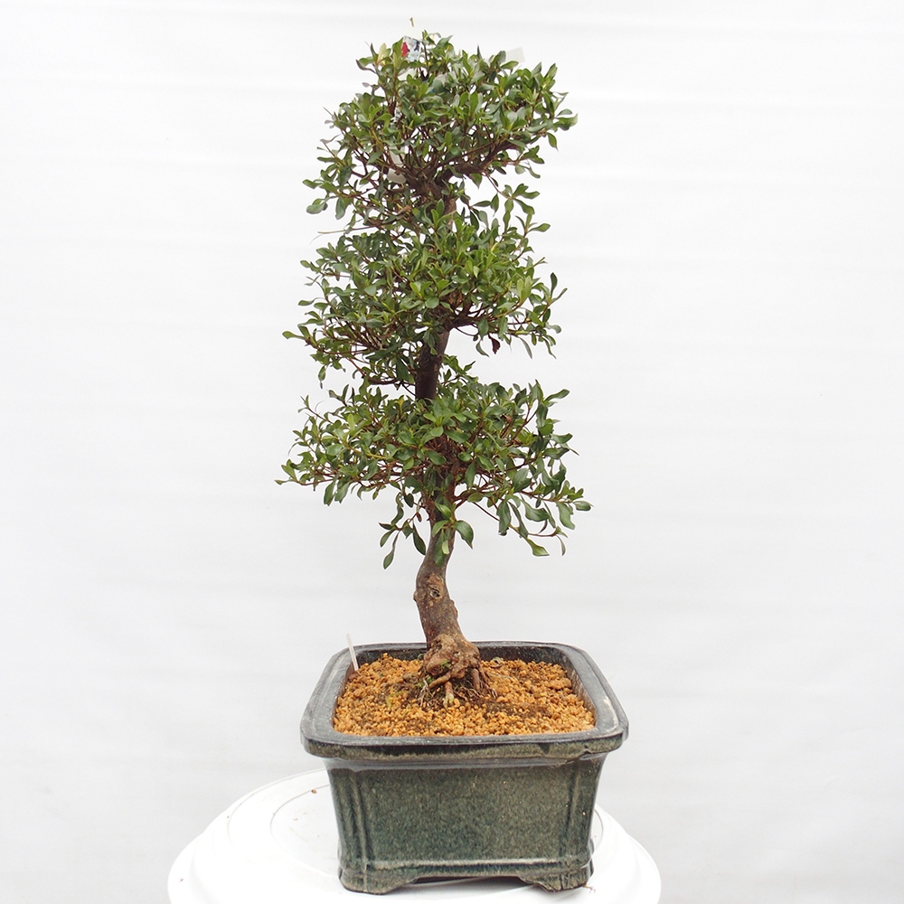 Kültéri bonsai - Japán azálea - Azalea Kisshoten