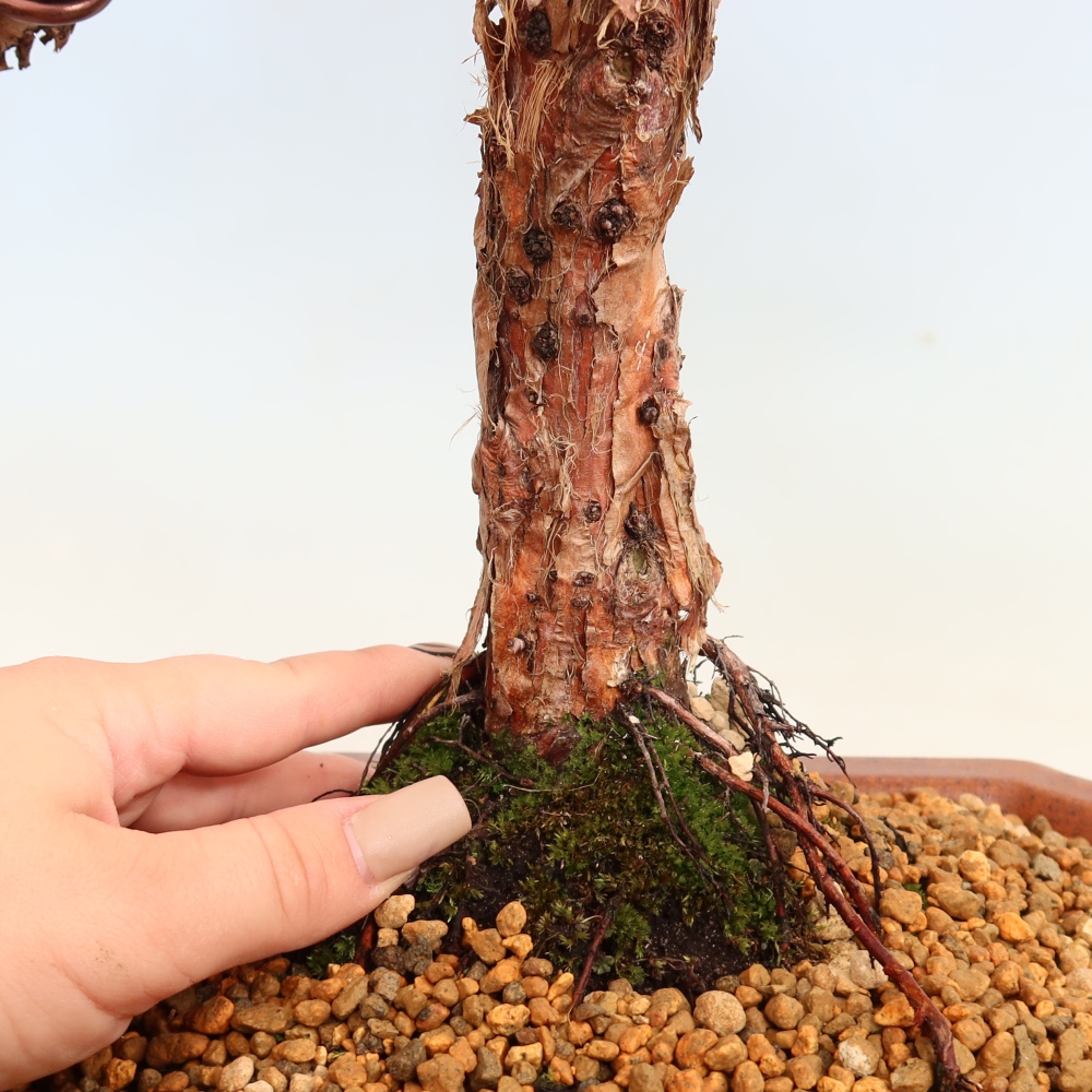Kültéri bonsai - Juniperus chinensis Kishu