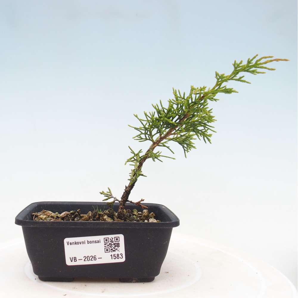 Kültéri bonsai - Juniperus chinensis Itoigawa