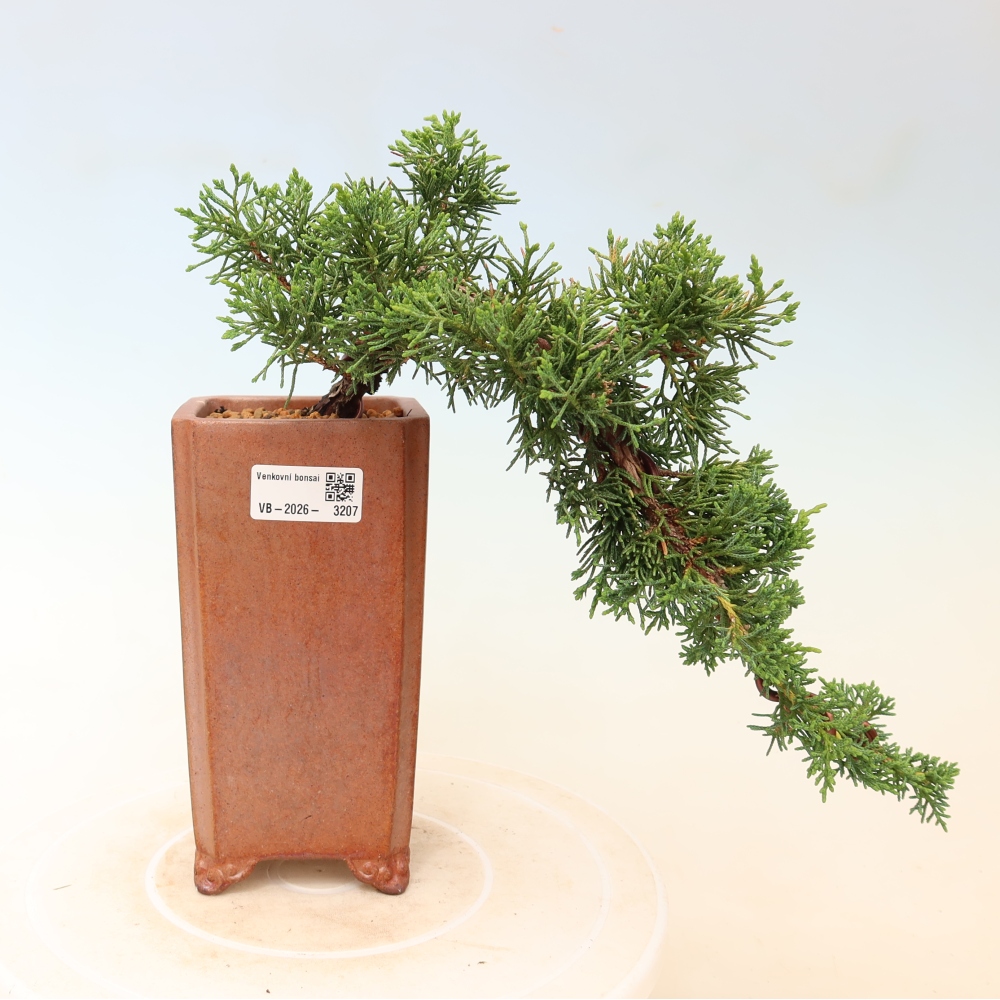 Kültéri bonsai - Juniperus chinensis Kishu