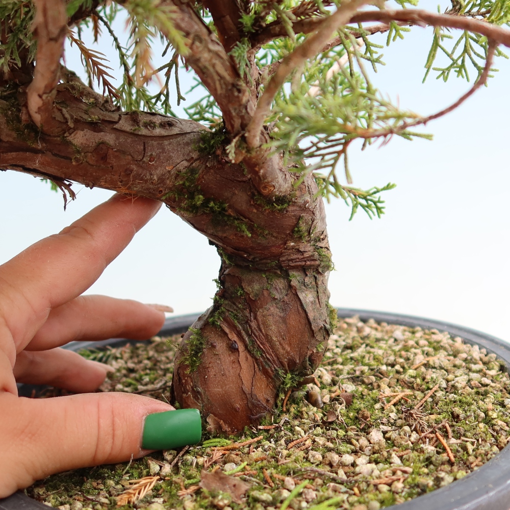 Kültéri bonsai - Juniperus chinensis Itoigawa-Juniperus chinensis