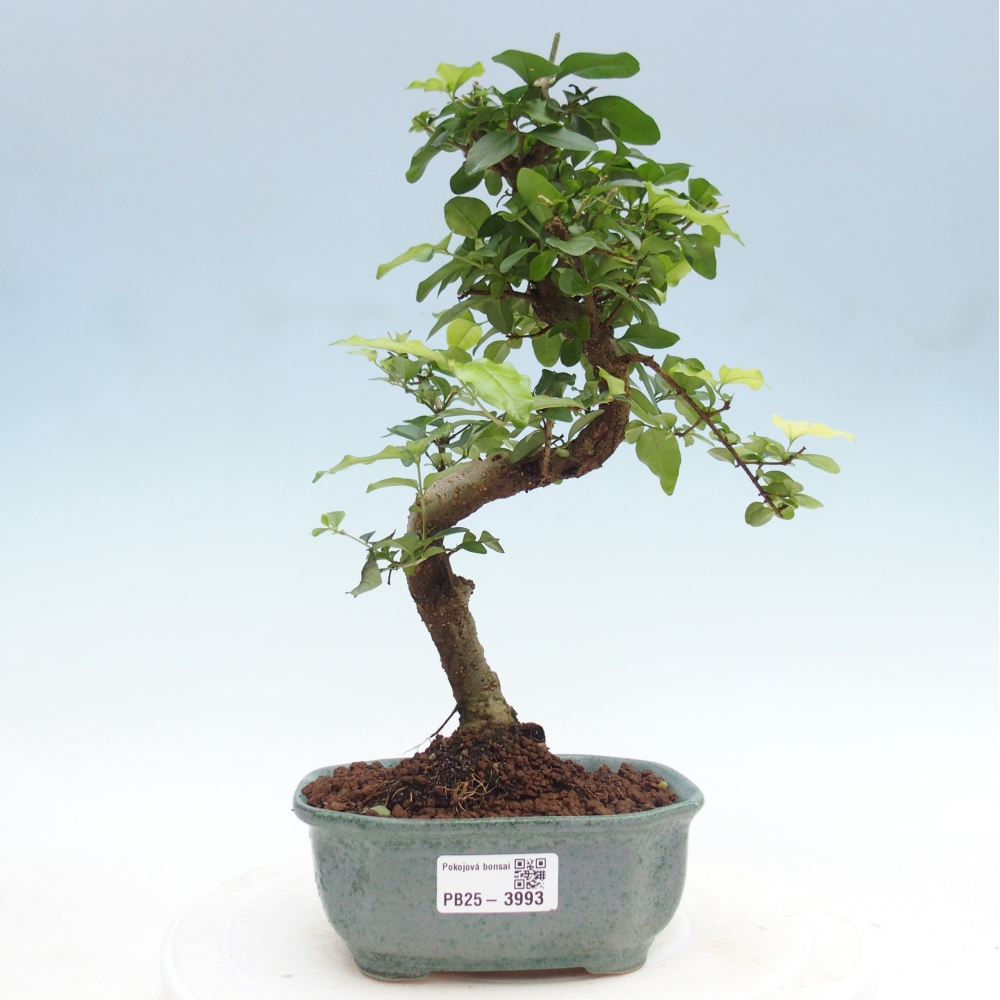 Szobai bonsai -Ligustrum chinensis - Madárcsőr