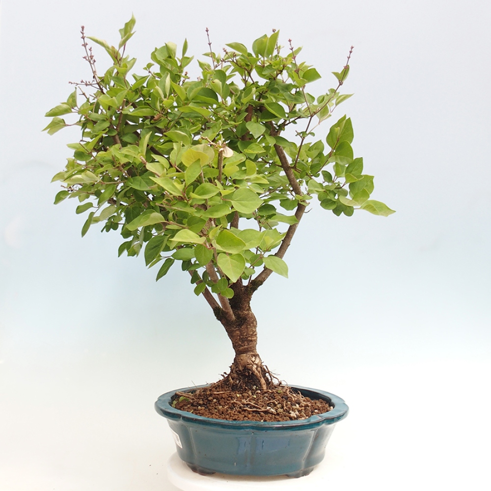 Kültéri bonsai - Syringa Meyeri Palibin - Meyer's Lilac