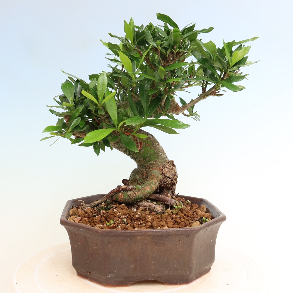Szobai bonsai - Gardenia jasminoides-Gardenia