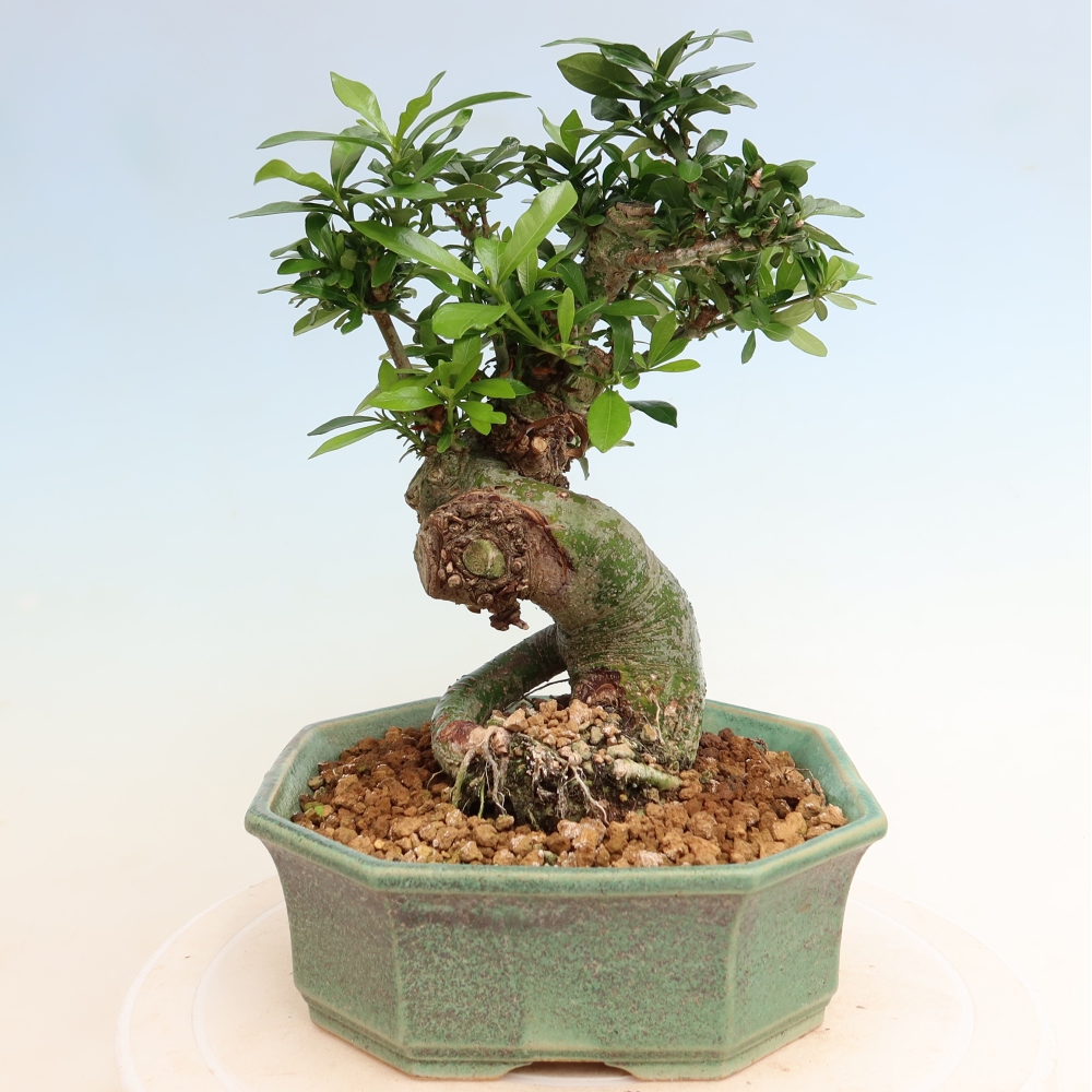 Szobai bonsai - Gardenia jasminoides-Gardenia