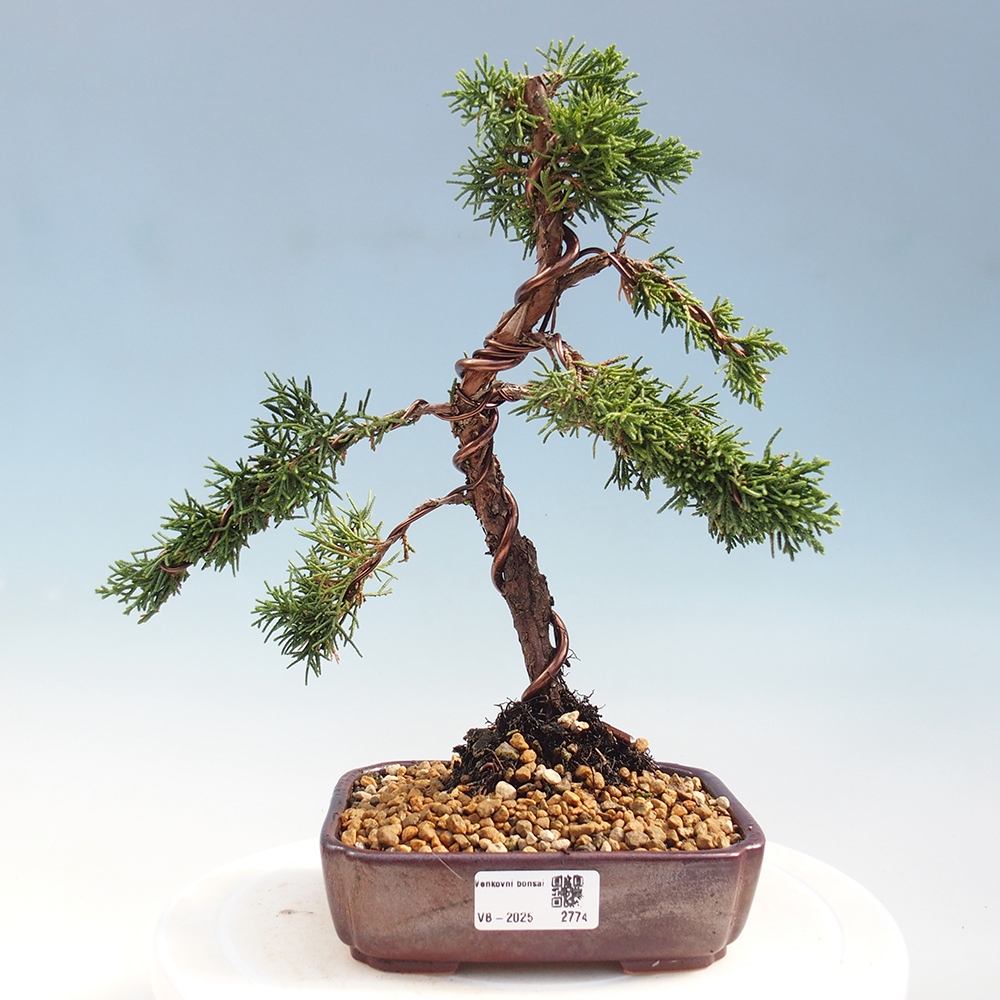 Kültéri bonsai - Juniperus chinensis Kishu